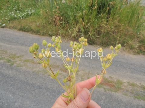 cinquefoil, sulfur
